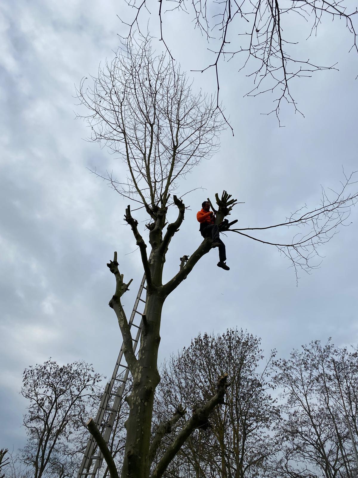 Grimpeur élagueur à Palaiseau