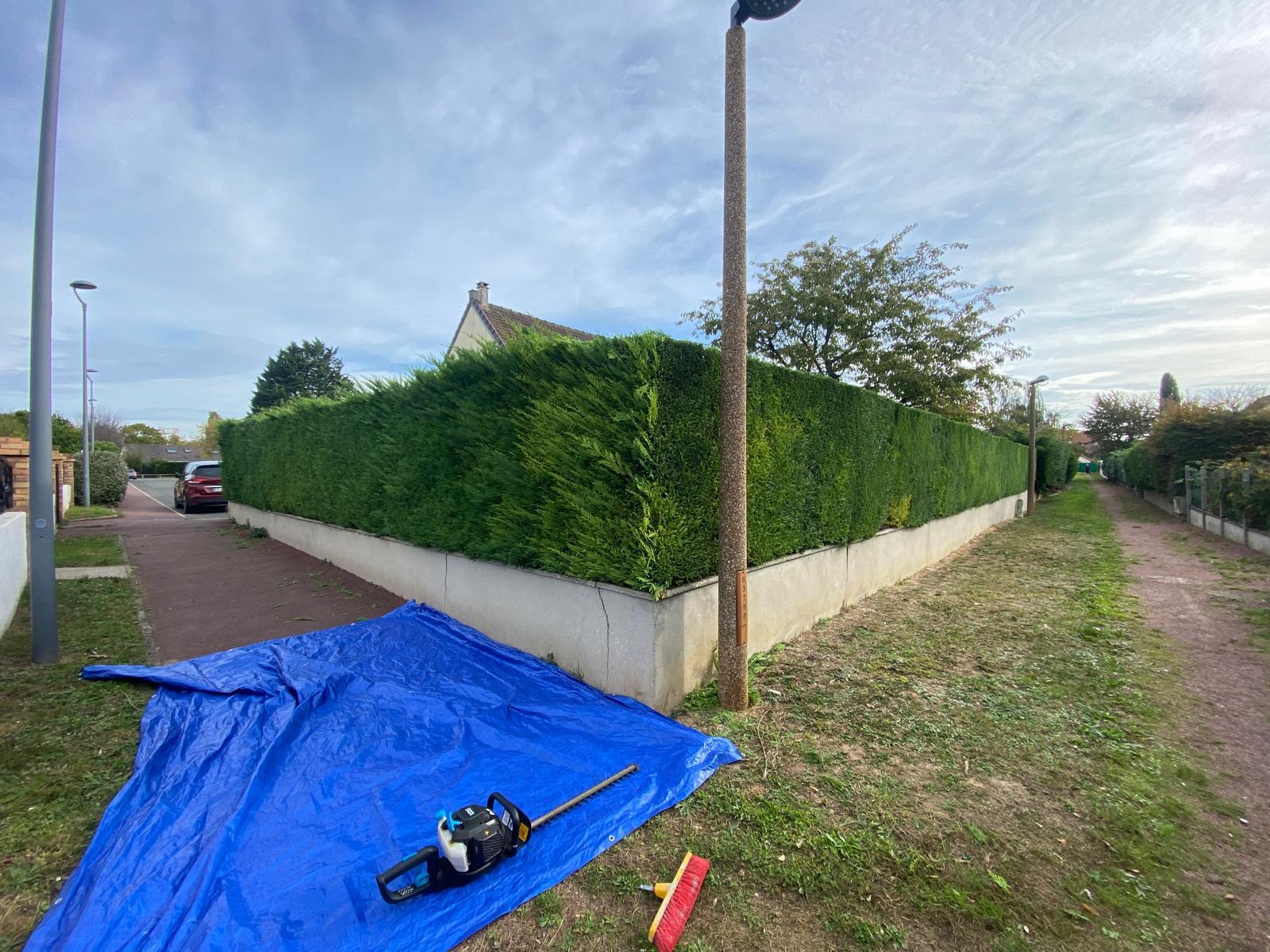 Taille de haie à Palaiseau